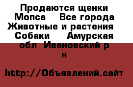 Продаются щенки Мопса. - Все города Животные и растения » Собаки   . Амурская обл.,Ивановский р-н